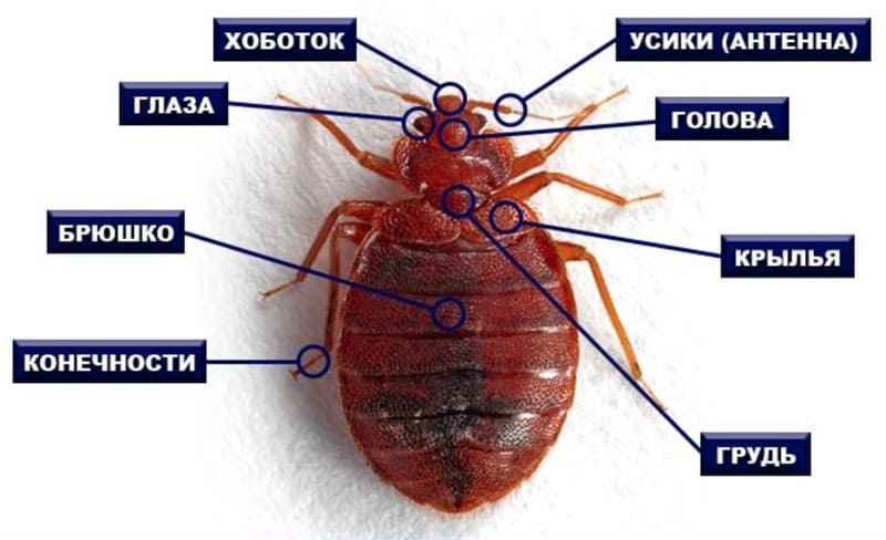 На фото описано строение клопов